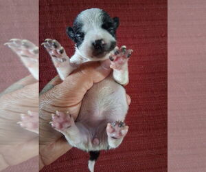 Chihuahua Puppy for sale in MARION, VA, USA