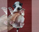 Small Chihuahua