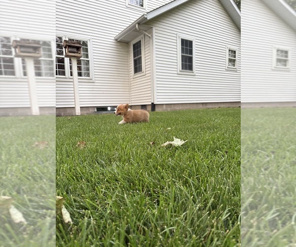 Medium Photo #10 Pembroke Welsh Corgi Puppy For Sale in MILFORD, IN, USA