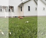 Small Photo #10 Pembroke Welsh Corgi Puppy For Sale in MILFORD, IN, USA