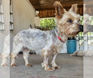 Mutt Dogs for adoption in Chico, CA, USA