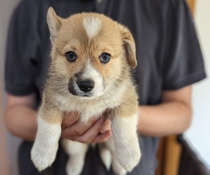 Pembroke Welsh Corgi Puppy for sale in VANCOUVER, WA, USA