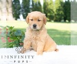Small #4 Golden Retriever