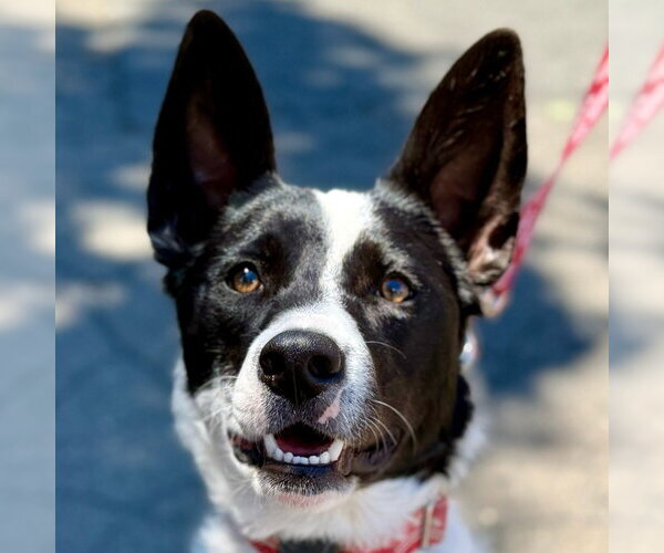 Medium Photo #27 Border Collie-Unknown Mix Puppy For Sale in Canton, CT, USA