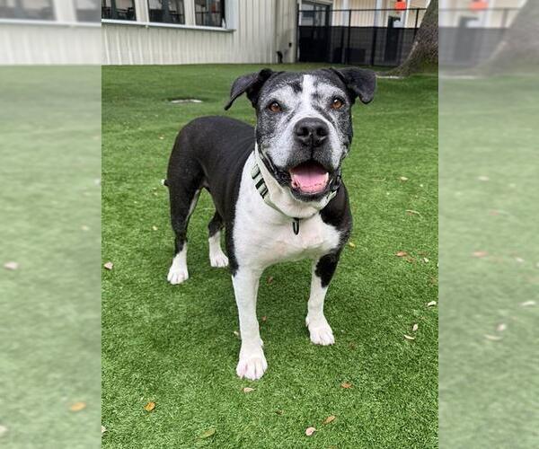 Medium Photo #2 Staffordshire Bull Terrier Puppy For Sale in Naples, FL, USA