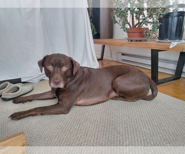 Medium Photo #5 Chocolate Labrador retriever-Unknown Mix Puppy For Sale in Westminster, MD, USA