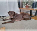 Small #4 Chocolate Labrador retriever Mix