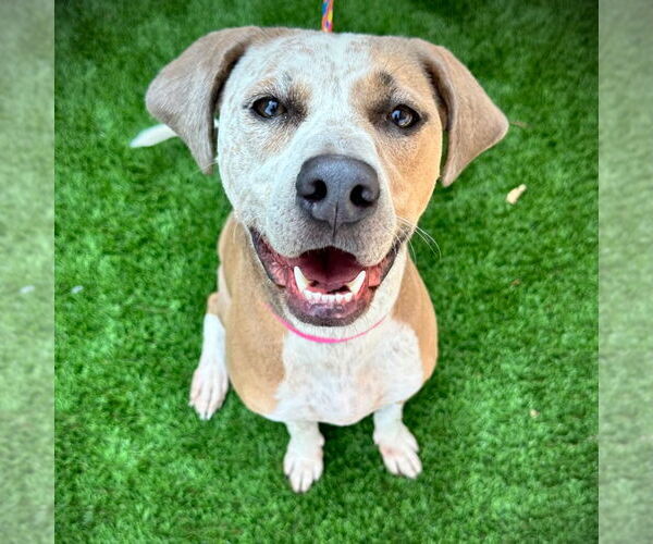 Medium Photo #10 Mutt Puppy For Sale in Canton, CT, USA