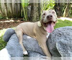 Small #10 American Pit Bull Terrier