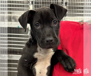 Labrador Retriever-Unknown Mix Dogs for adoption in Washington, DC, USA