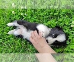 Small #8 Border Collie