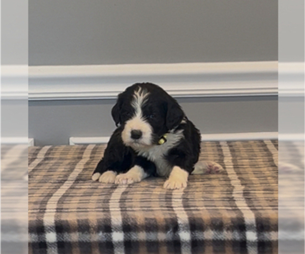 Medium Photo #81 Bernedoodle-Labradoodle Mix Puppy For Sale in MILFORD, NJ, USA