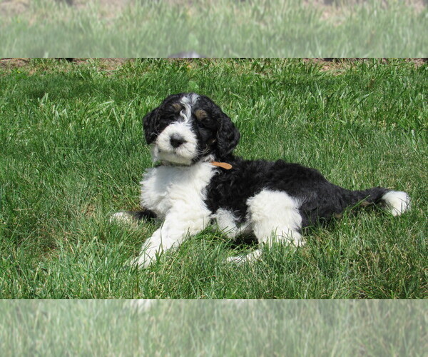 Medium Photo #1 Bernedoodle Puppy For Sale in BIG ROCK, IL, USA