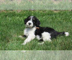 Bernedoodle Puppy for sale in BIG ROCK, IL, USA