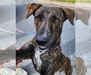Catahoula Leopard Dog-Unknown Mix Dogs for adoption in St. Augustine, FL, USA