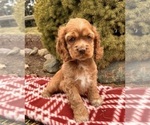 Small #1 Cocker Spaniel
