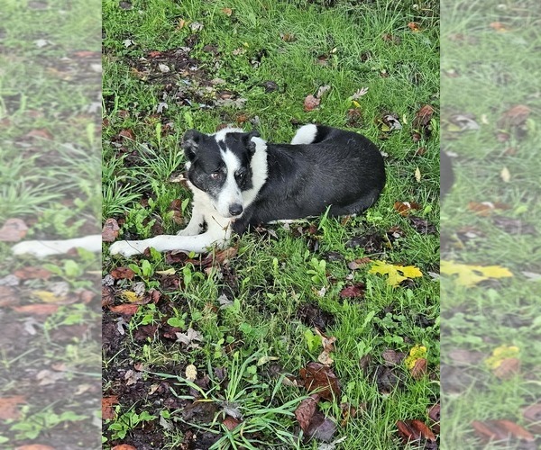 Medium Photo #1 Border Collie-English Shepherd Mix Puppy For Sale in CARROLLTON, OH, USA