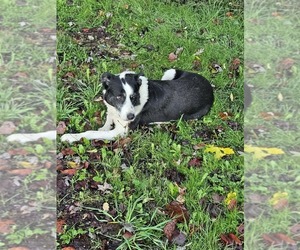 Father of the Border Collie-English Shepherd Mix puppies born on 03/30/2026