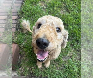 Mutt Dogs for adoption in Rowlett, TX, USA