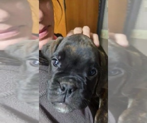 Medium Boxer