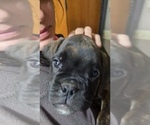 Puppy Puppy 2 Boxer