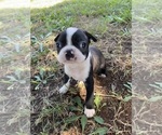 Image preview for Ad Listing. Nickname: Joey