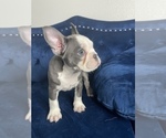 Small Photo #15 French Bulldog Puppy For Sale in MENLO PARK, CA, USA