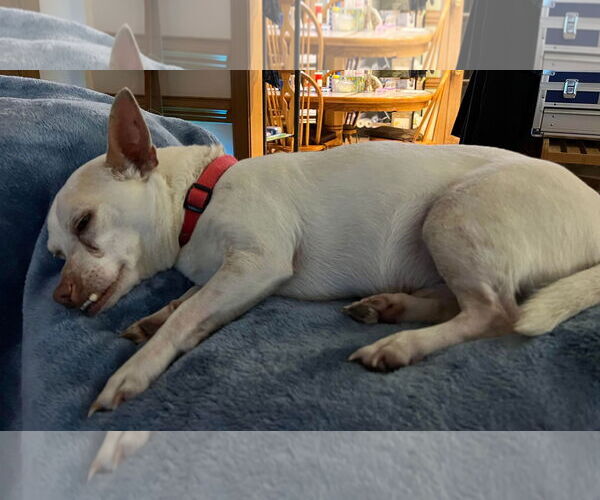 Medium Photo #11 Chihuahua-Unknown Mix Puppy For Sale in Spring Lake, NC, USA