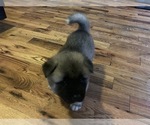 Small Photo #4 Akita Puppy For Sale in UNION CITY, GA, USA