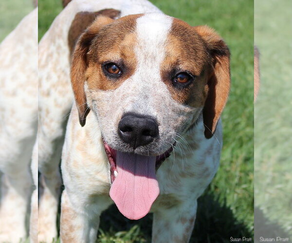 Medium Photo #3 Beagle-Unknown Mix Puppy For Sale in Bedford, VA, USA