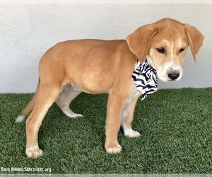 Labbe Dogs for adoption in San Diego, CA, USA