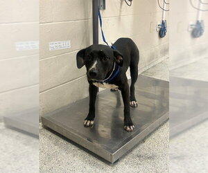 Mutt Dogs for adoption in Conroe, TX, USA