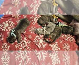 Alapaha Blue Blood Bulldog Litter for sale in SHELOCTA, PA, USA