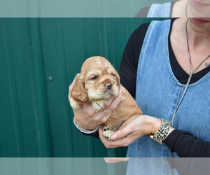 Cocker Spaniel Puppy for Sale in SHERIDAN, Michigan USA