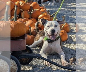American Pit Bull Terrier-Unknown Mix Dogs for adoption in Germantown, OH, USA
