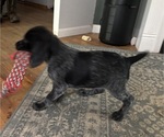 Small #3 German Shorthaired Pointer