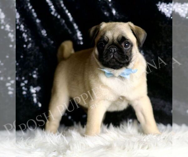 Medium Photo #5 Pug Puppy For Sale in WARSAW, IN, USA