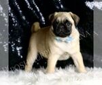 Small #4 Pug