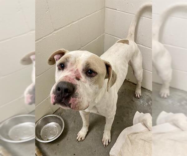 Medium Photo #1 American Bulldog-Unknown Mix Puppy For Sale in Rosenberg, TX, USA