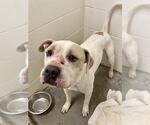 Small American Bulldog Mix
