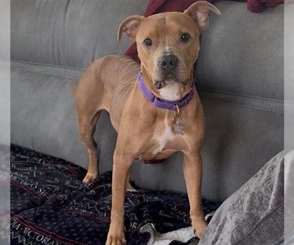 Medium Photo #1 American Pit Bull Terrier Puppy For Sale in Denver, CO, USA