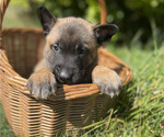 Small #7 Belgian Malinois