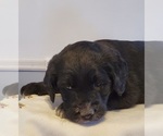 Small Photo #29 Aussiedoodle Puppy For Sale in ATHENS TOWNSHIP, PA, USA