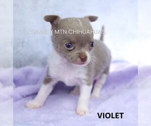 Chihuahua Puppy for sale in MUSKOGEE, OK, USA