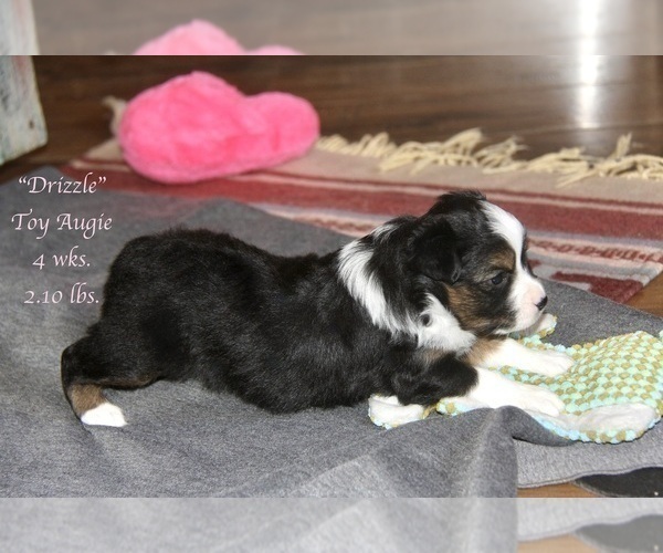 Medium Photo #17 Aussie-Corgi Puppy For Sale in LIND, WA, USA