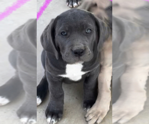 Cane Corso Puppy for sale in MENIFEE, CA, USA