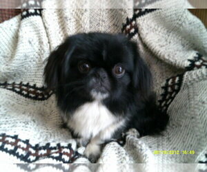 Father of the Pekingese puppies born on 11/25/2022