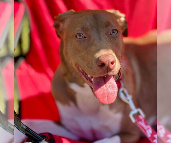 Medium Photo #7 Mutt Puppy For Sale in Canton, CT, USA
