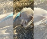 Small Photo #1 Mauzer-Poodle (Toy) Mix Puppy For Sale in VENETA, OR, USA