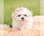 Small Photo #63 Maltese Puppy For Sale in WARSAW, IN, USA